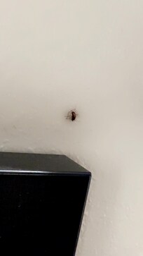 Just a roach on my wall