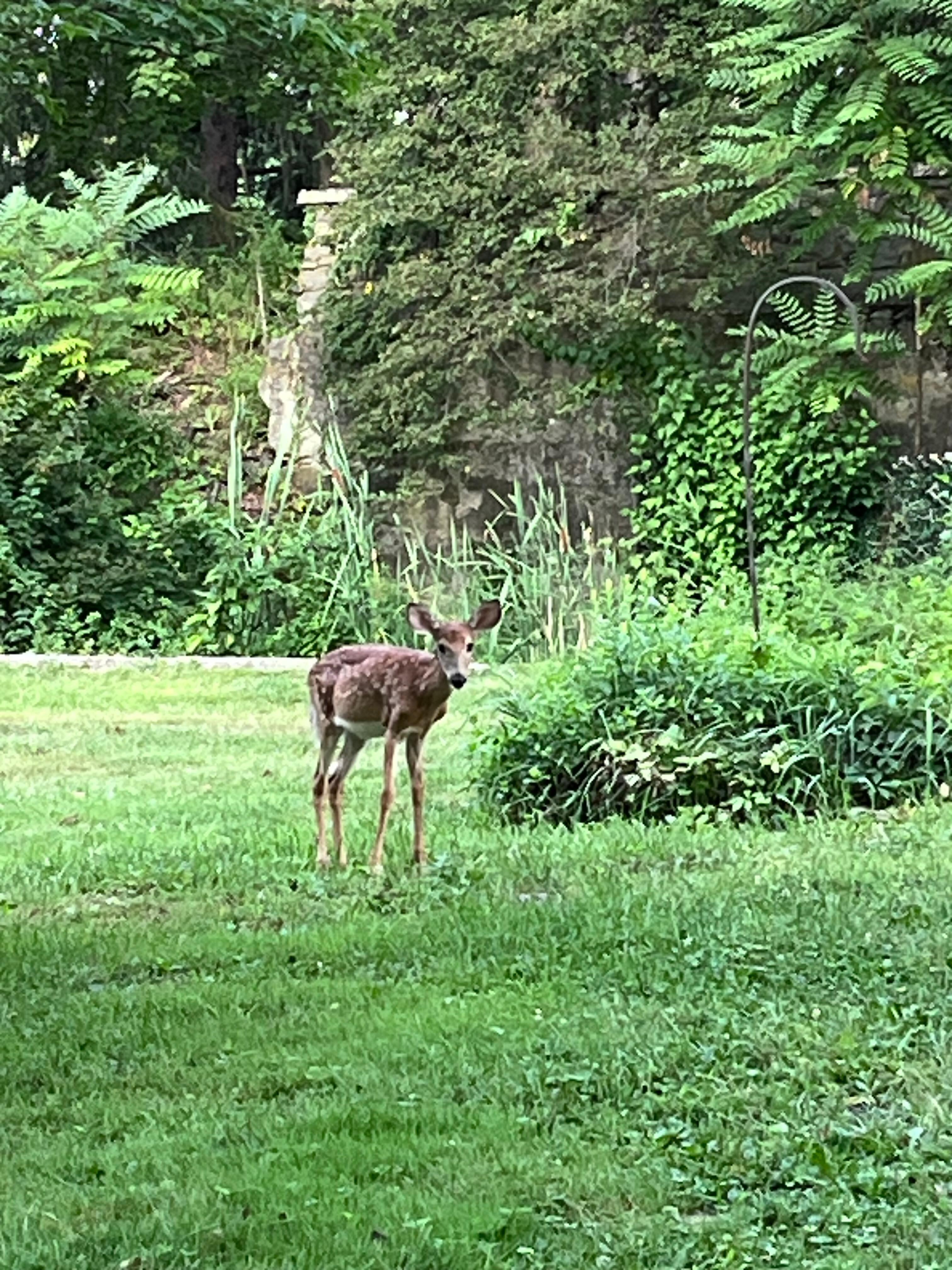 Fawn was roaming around the properties.