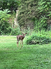 Fawn was roaming around the properties.