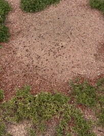 One of many ant hills in the yard