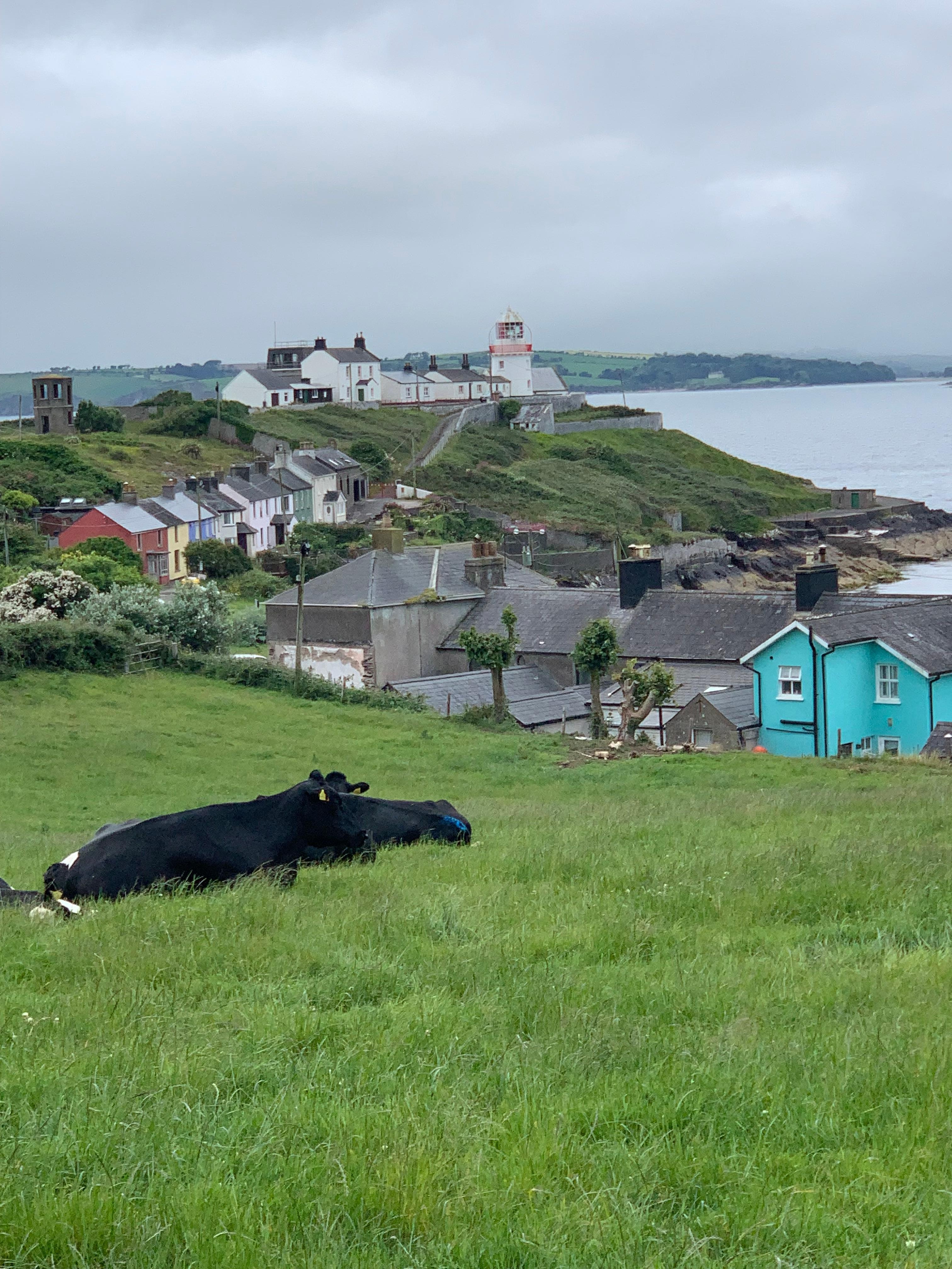 Even the cows relax here.