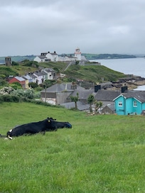 Even the cows relax here.
