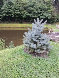 The pond and beautiful tree next to the cabin.
