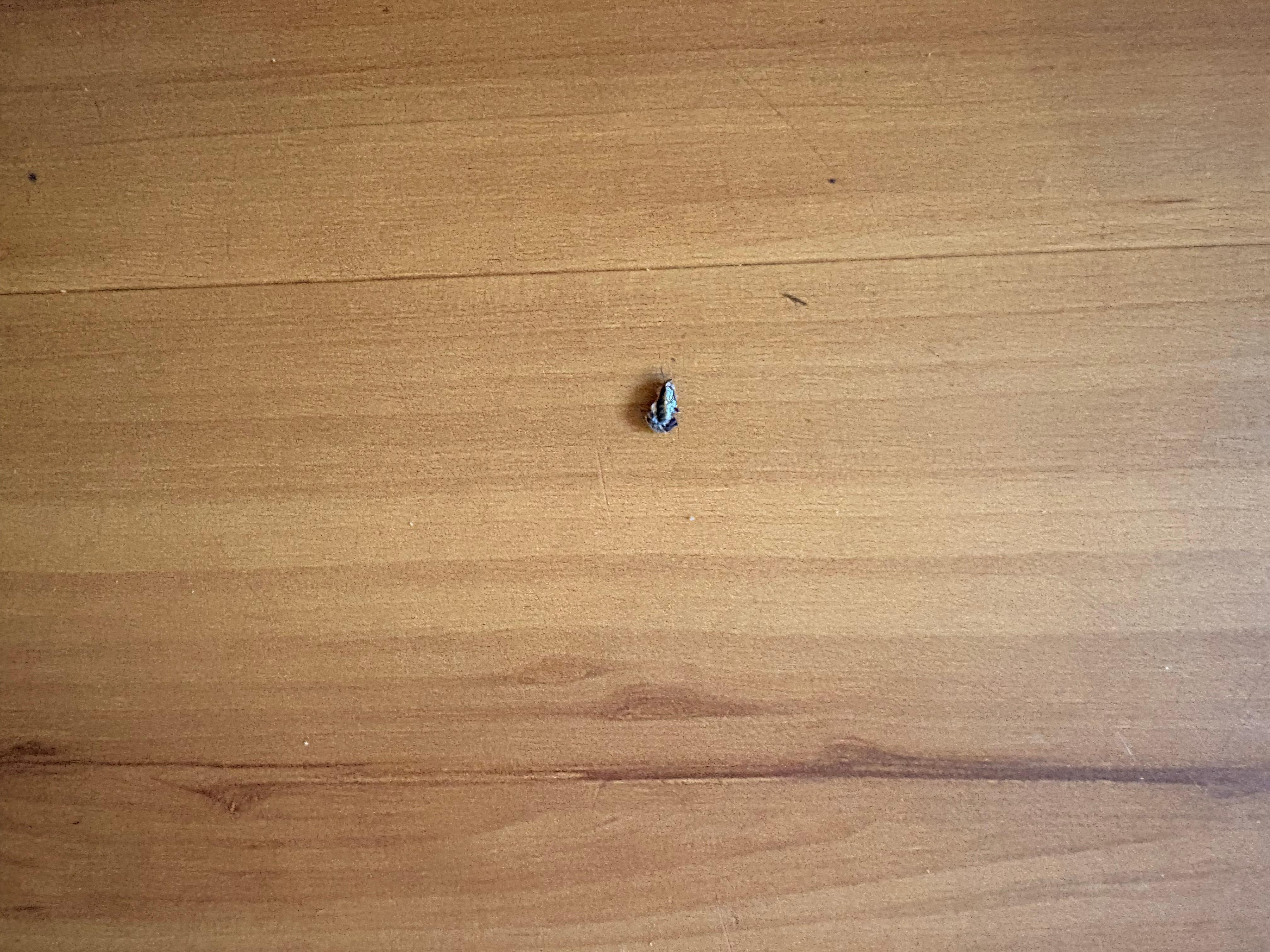 There was Dead roaches everywhere.