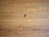 There was Dead roaches everywhere.