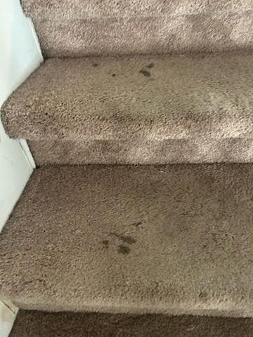 Nasty carpet on stairs