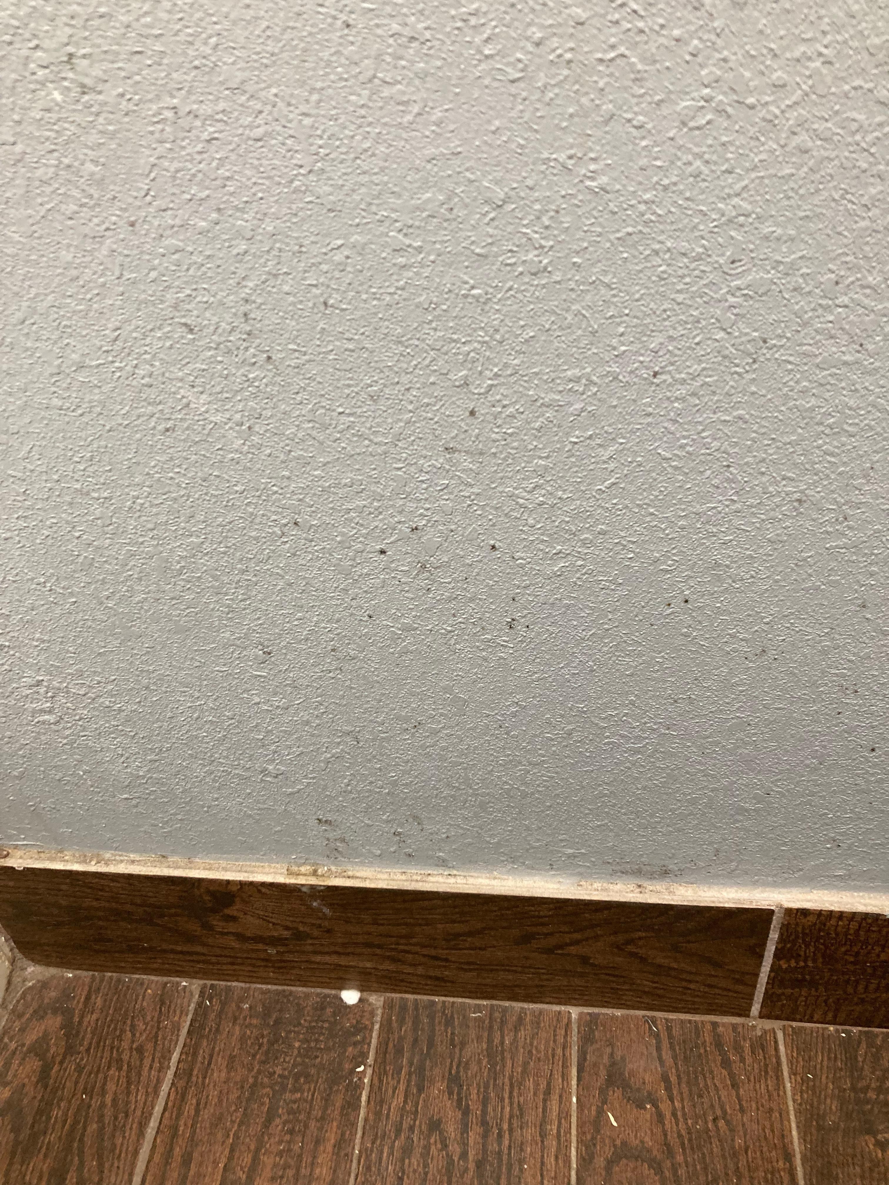 Black mold