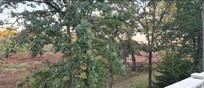 Backyard view