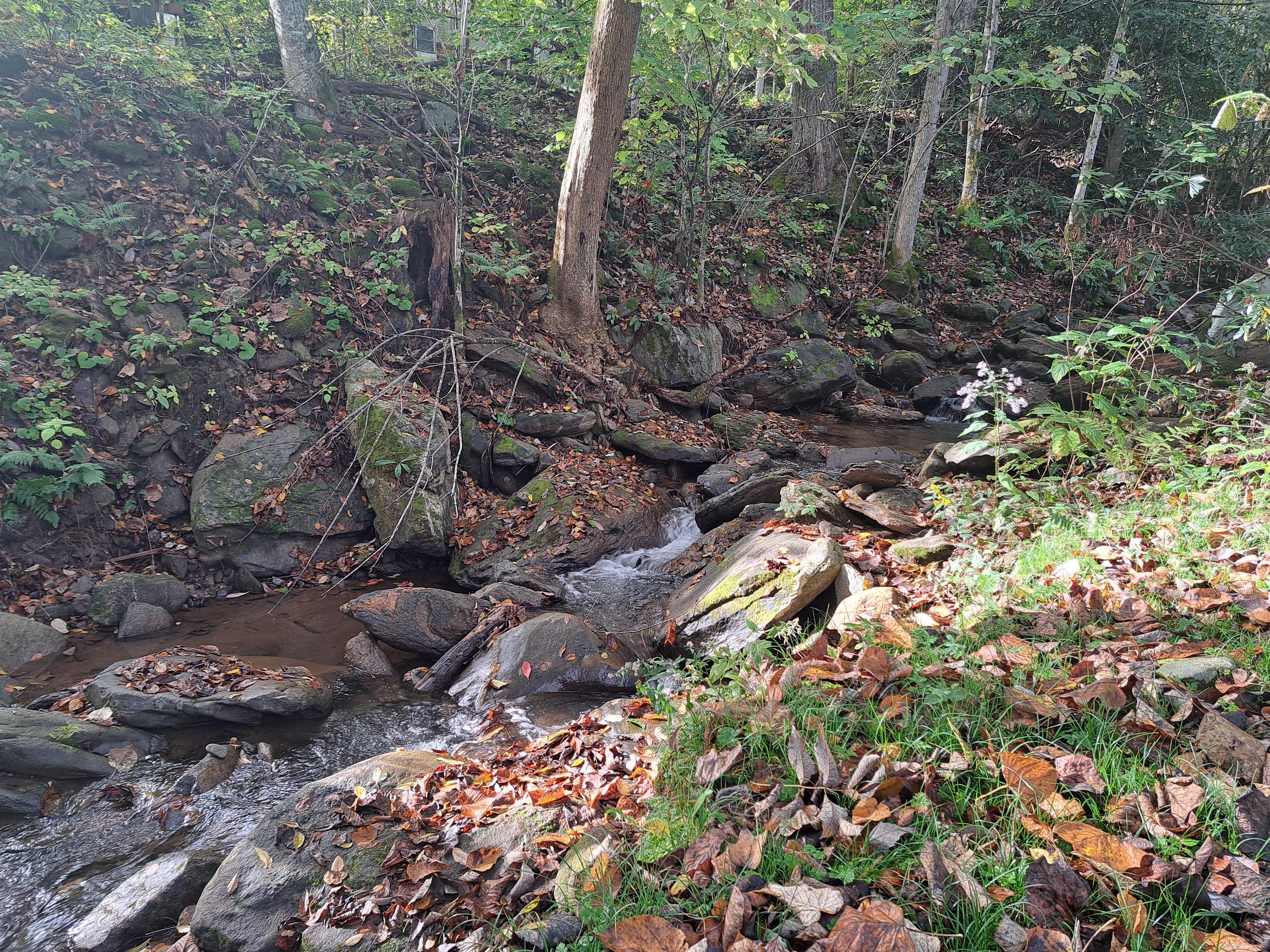 Stream in backyard (have to go down steps to get to it)