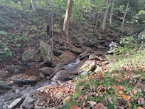 Stream in backyard (have to go down steps to get to it)
