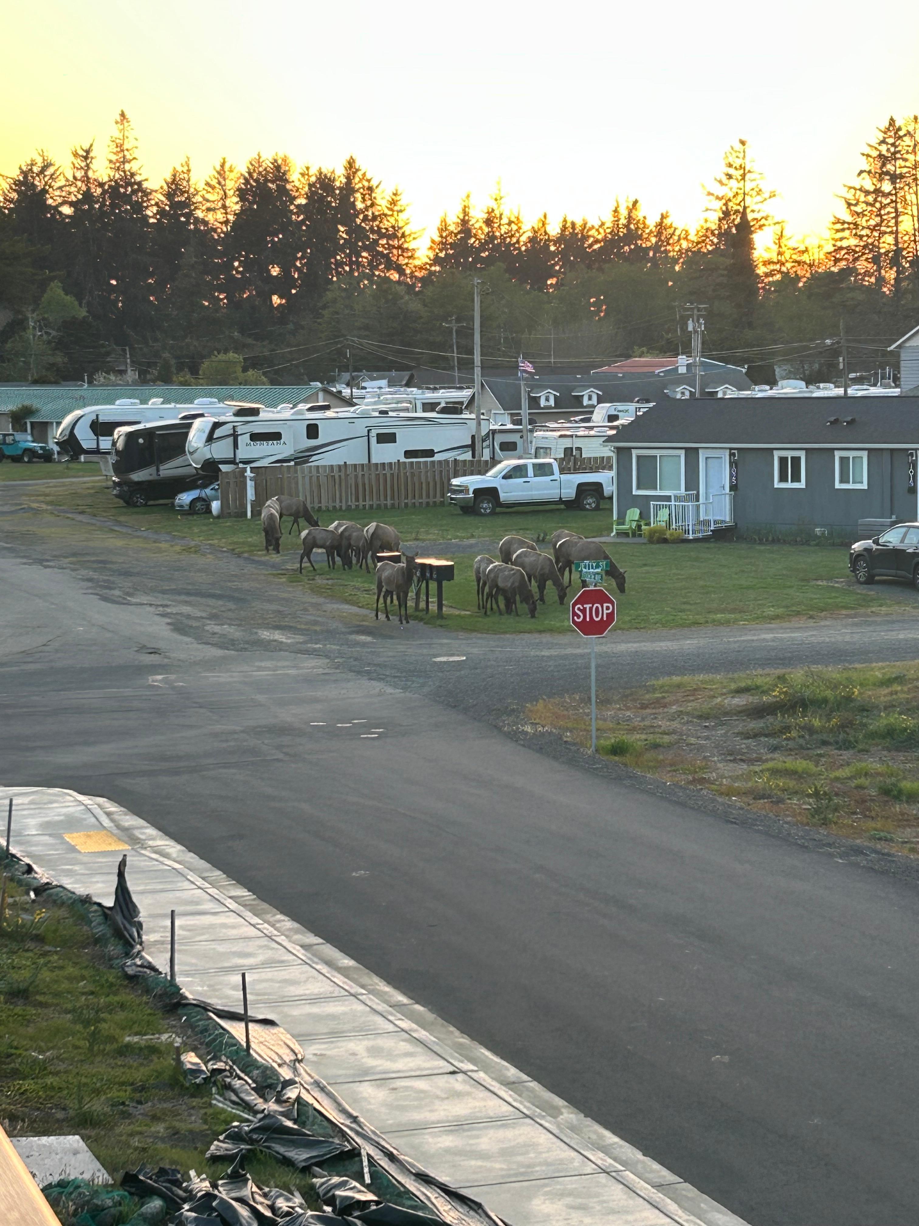 Group of 15 elk grazing outside the front of the house 