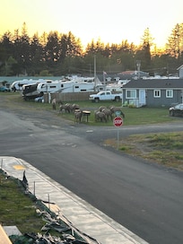 Group of 15 elk grazing outside the front of the house