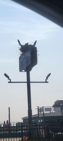 Osprey nest east matuneck beach