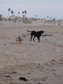 Lots of room to run and play