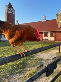 Rooster who always jumped up to see us