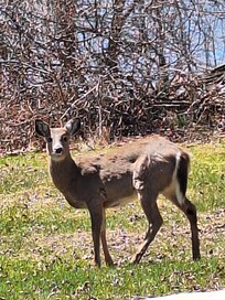 We love the deer!