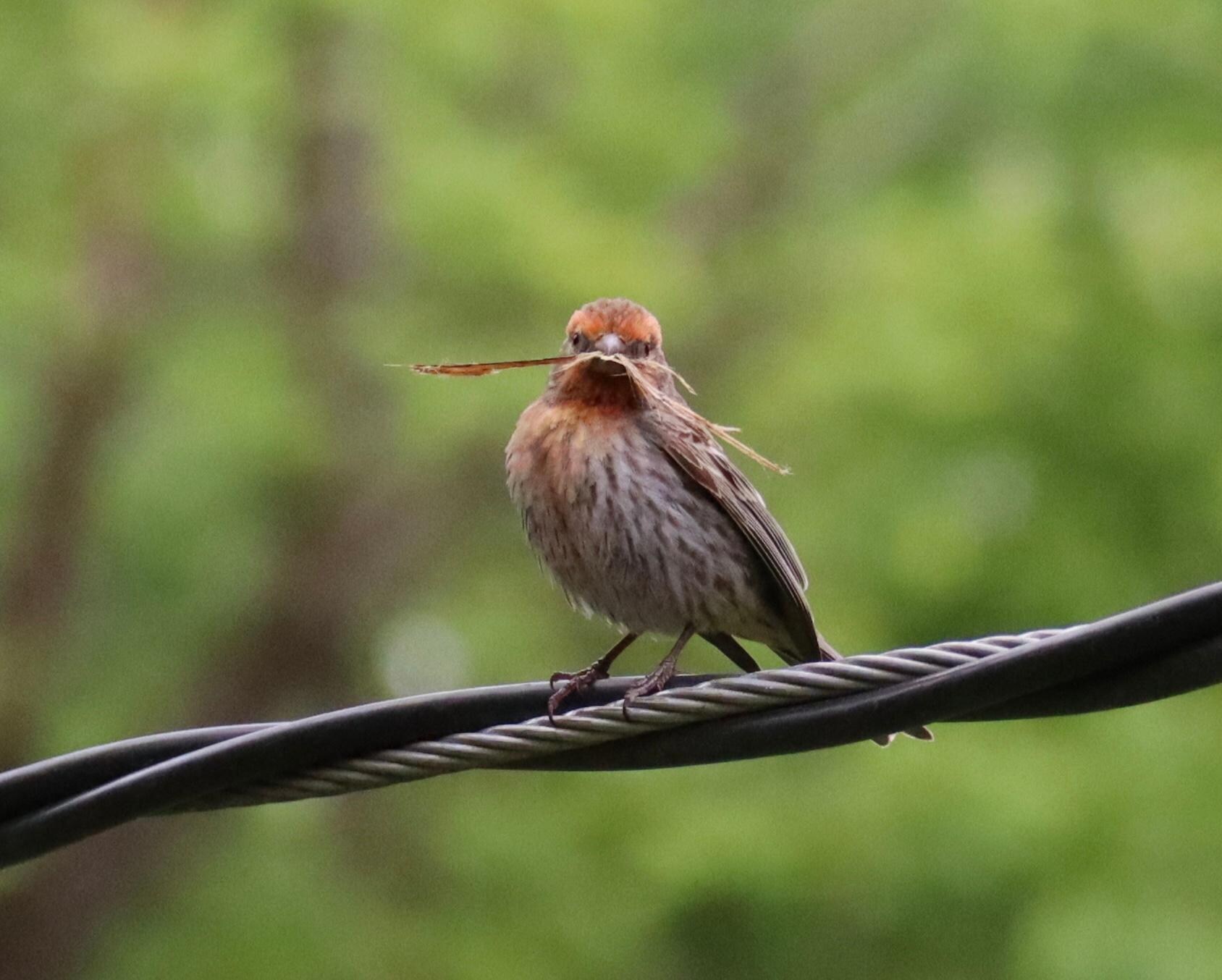 Mr house finch bringing straw to the nest on the side of the porch - there were 2 babies in it