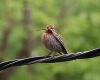 Mr house finch bringing straw to the nest on the side of the porch - there were 2 babies in it