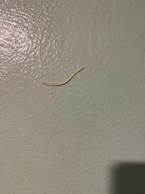 Spaghetti noodle on kitchen wall