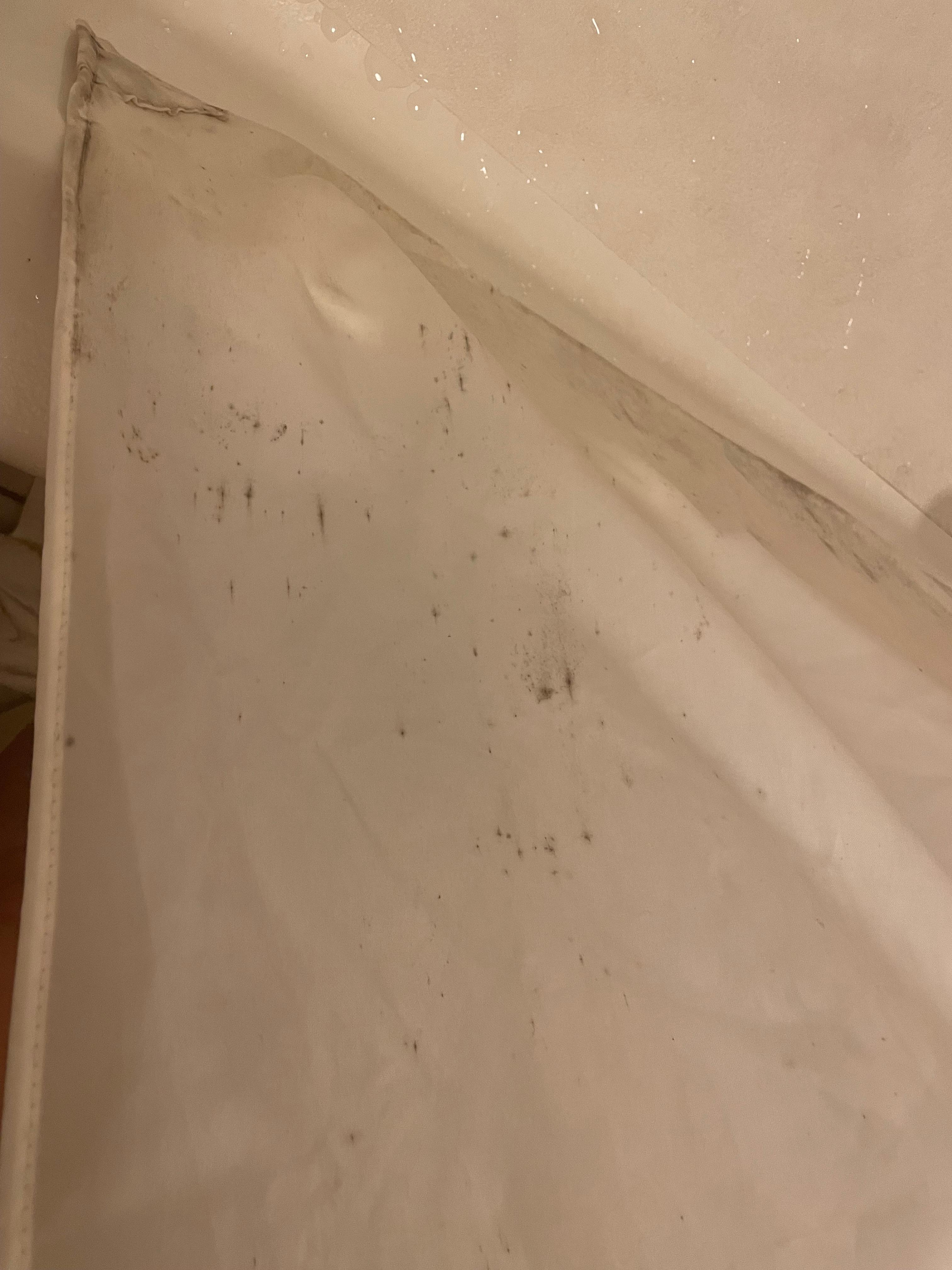 Mold on the shower curtain