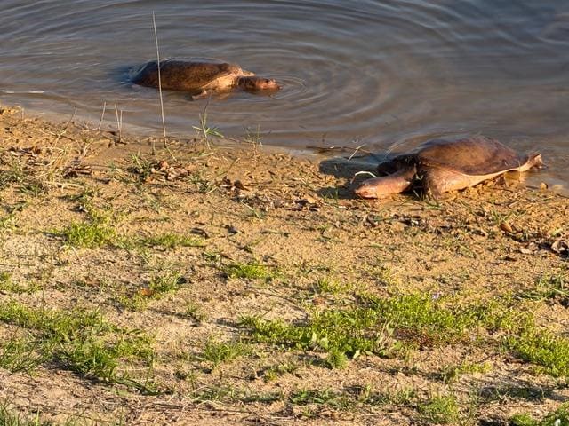 Walk to the water and they like to visit.