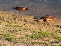 Walk to the water and they like to visit.