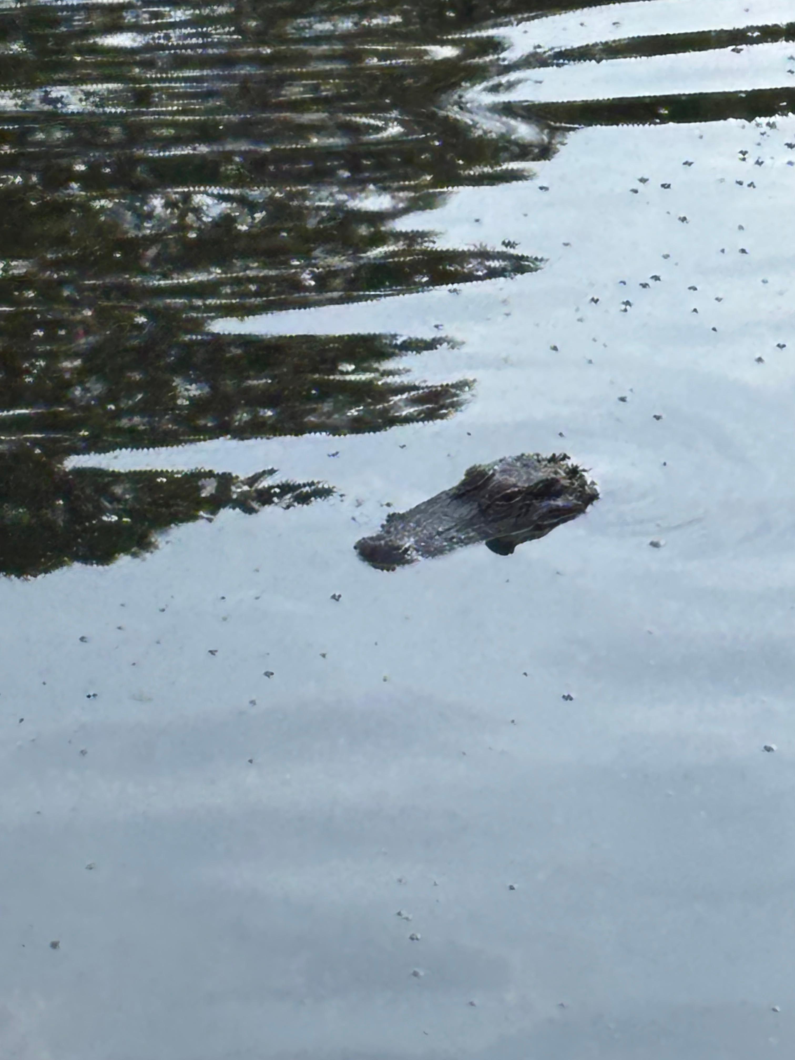 Harry 🐊