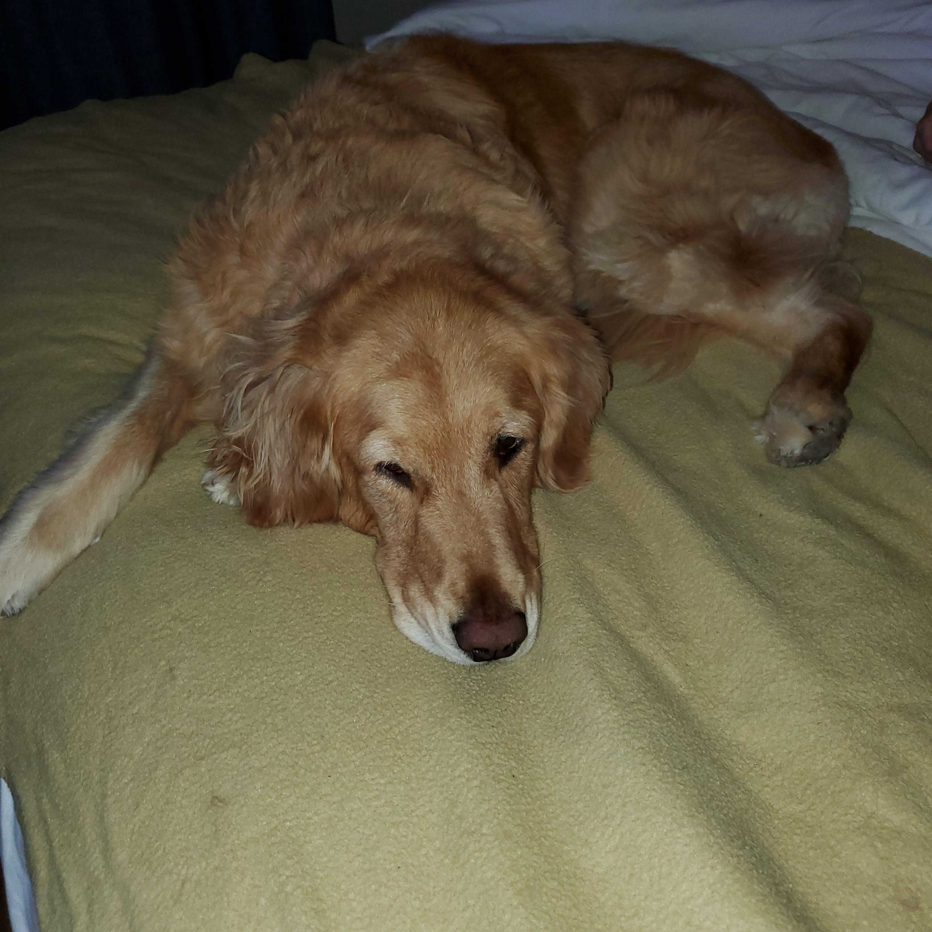 Dog loved her stay at The Anza Hotel.