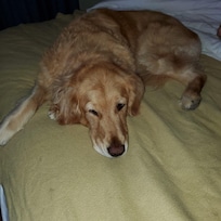 Dog loved her stay at The Anza Hotel.