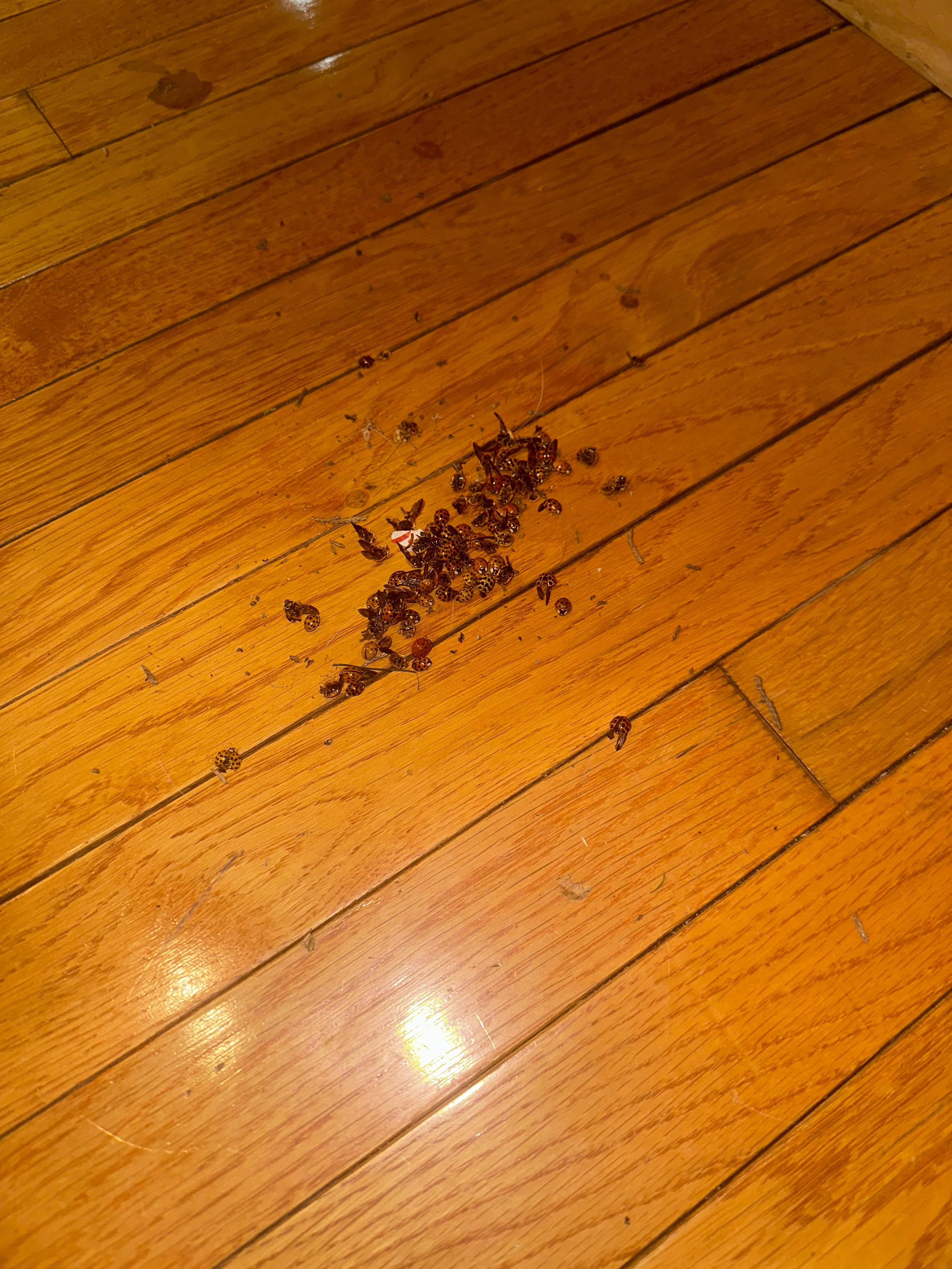 Swept up just from the front entryway 