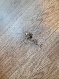Dirt on the floor from laundry room from last renters.