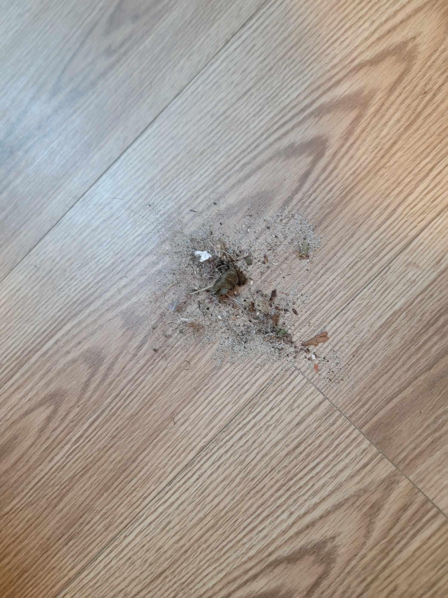 Dirt on the floor from laundry room from last renters.