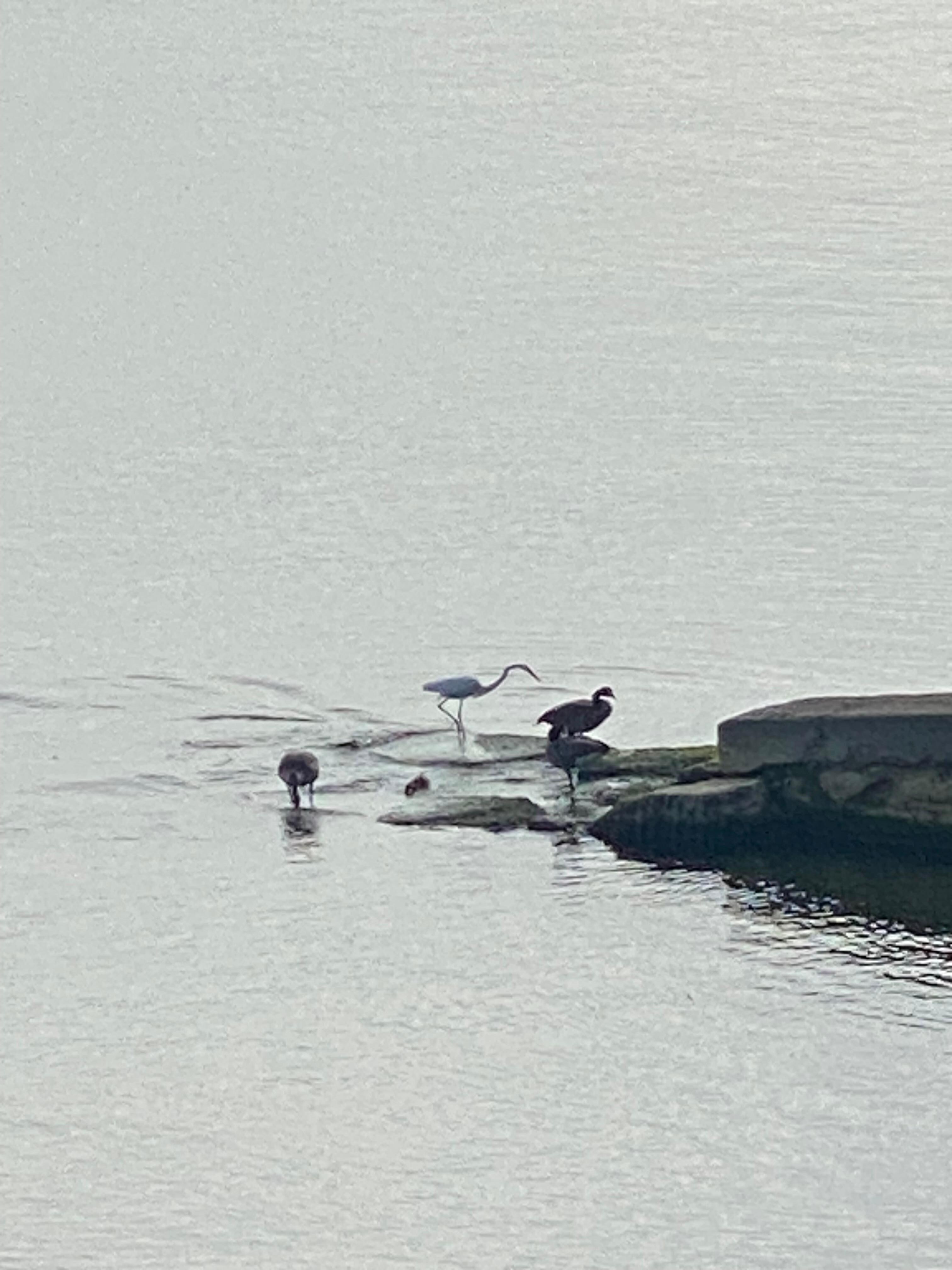 The wildlife! Wish I got a pic of the bald eagle that lives here