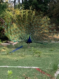 Resident peacock! Patio/Turf Area