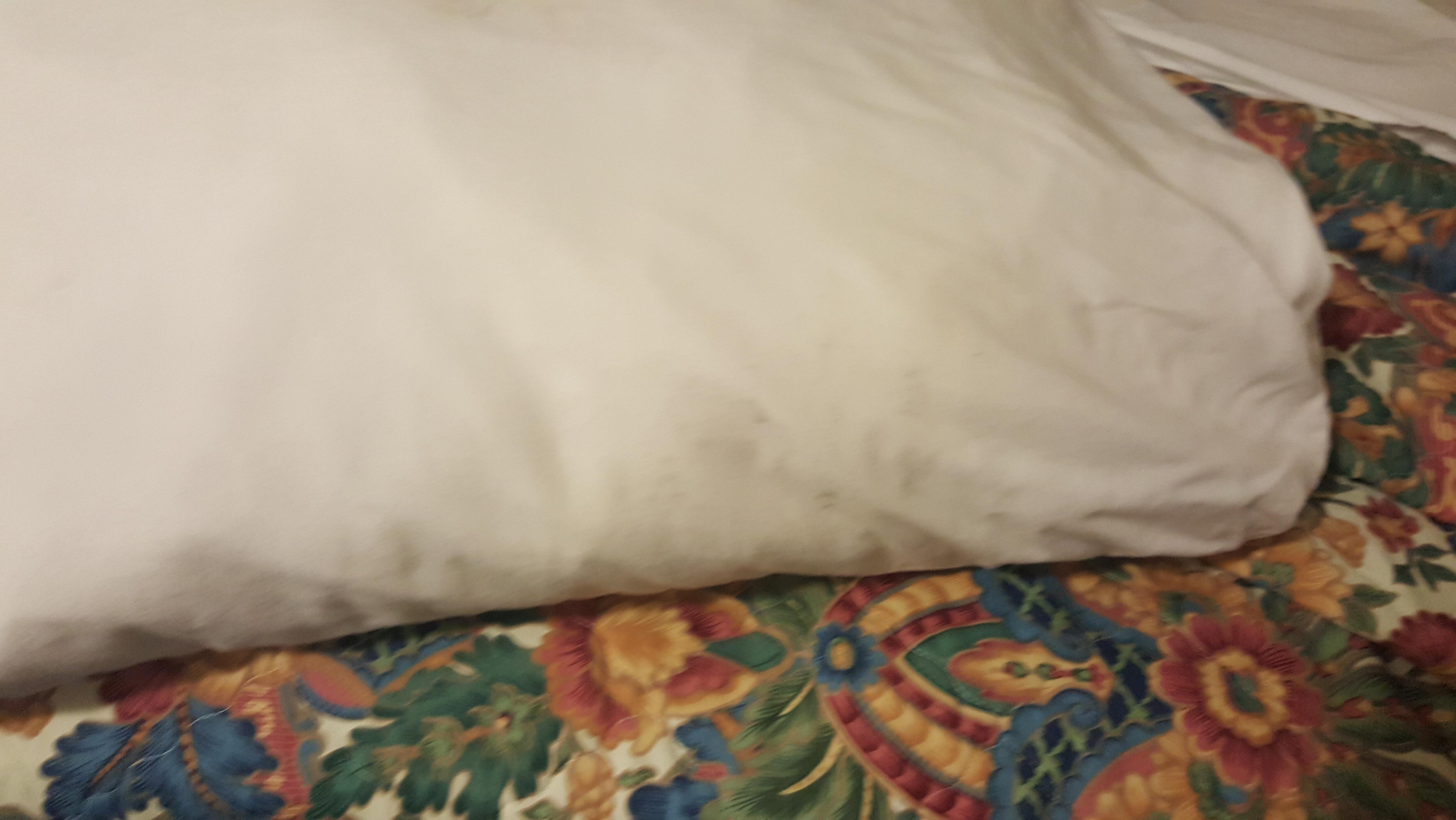 Mold growing on the pillow