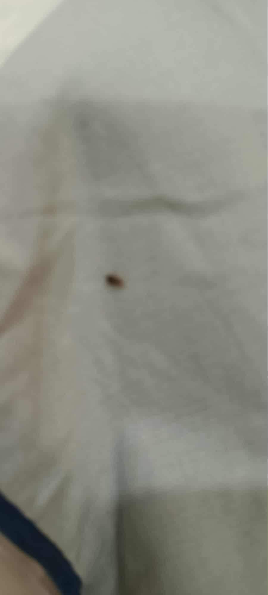 Bed bugs underneath duvet 