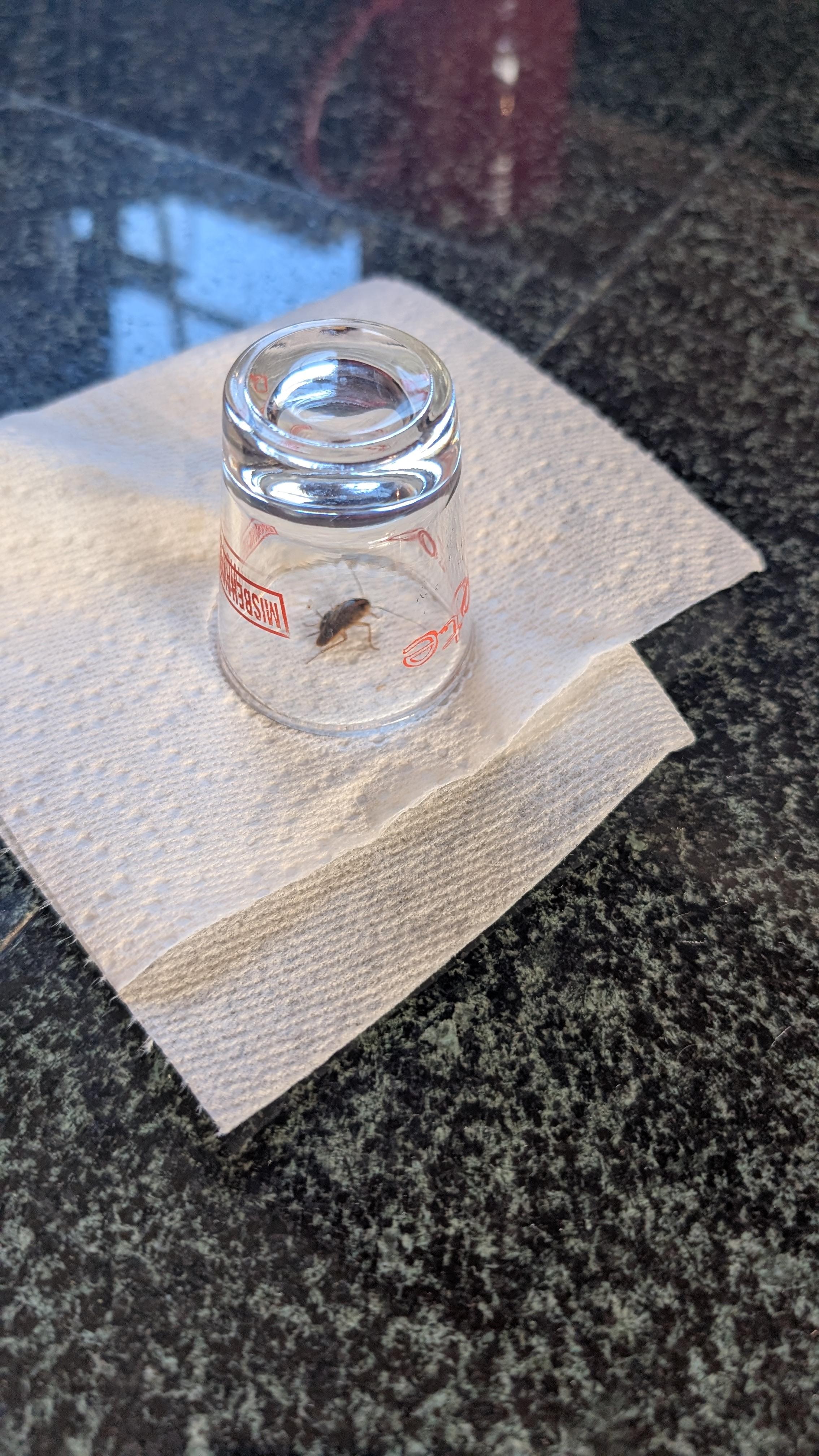 Cockroach that we caught in the kitchen