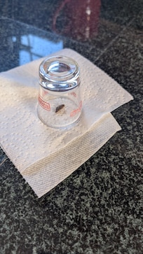 Cockroach that we caught in the kitchen
