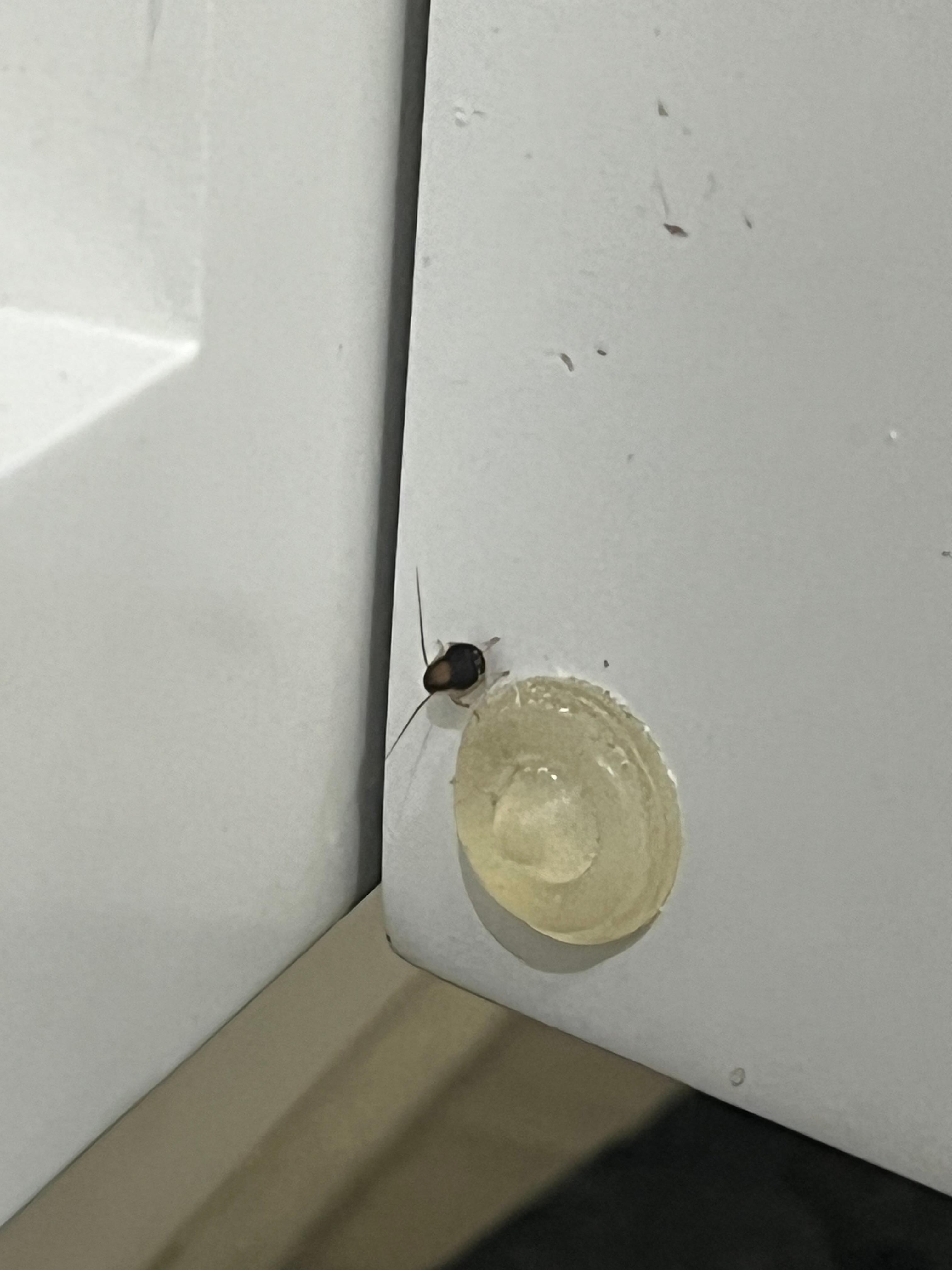 Roach found in master bathroom.