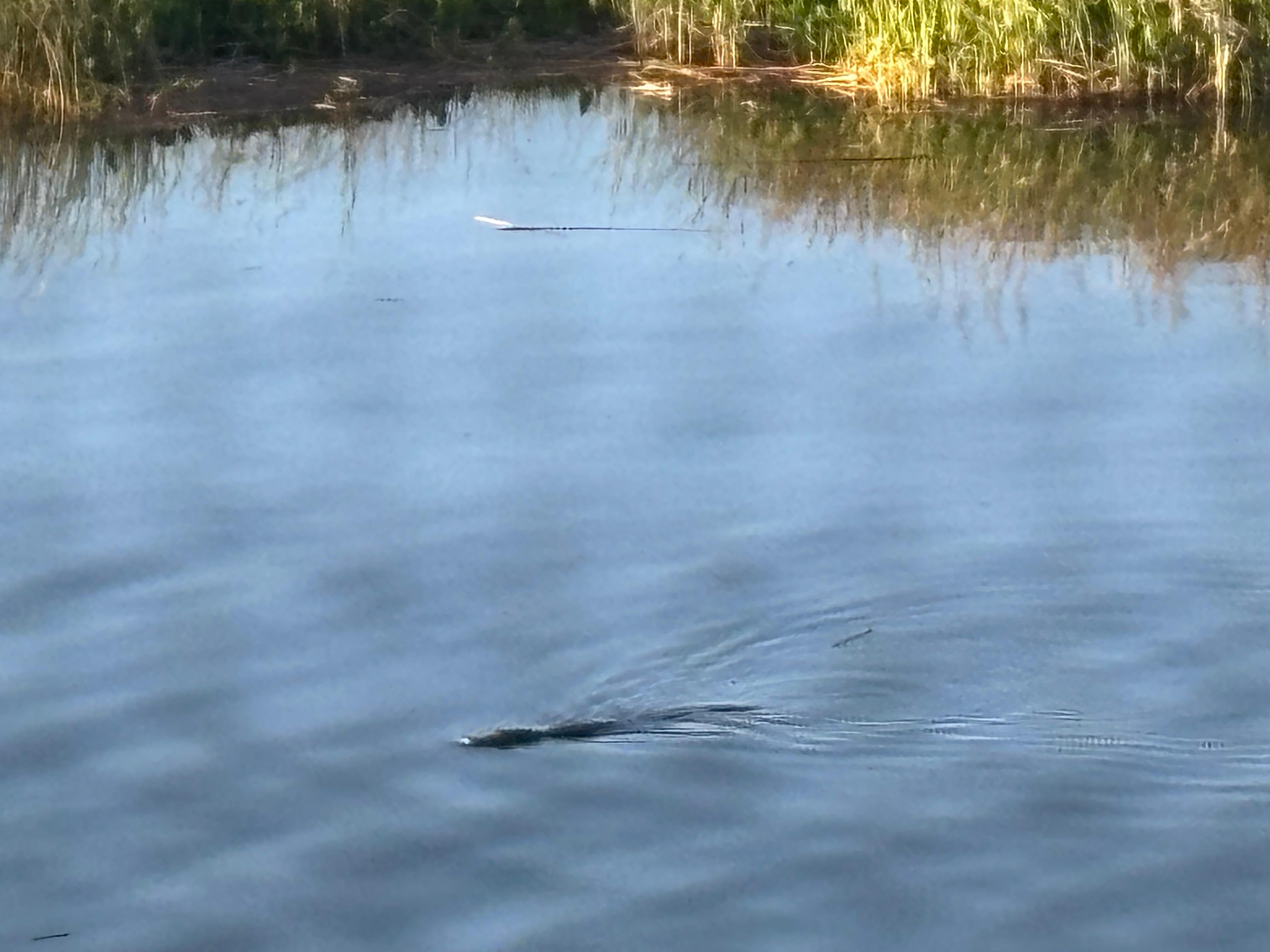 Alligator 
