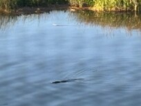 Alligator