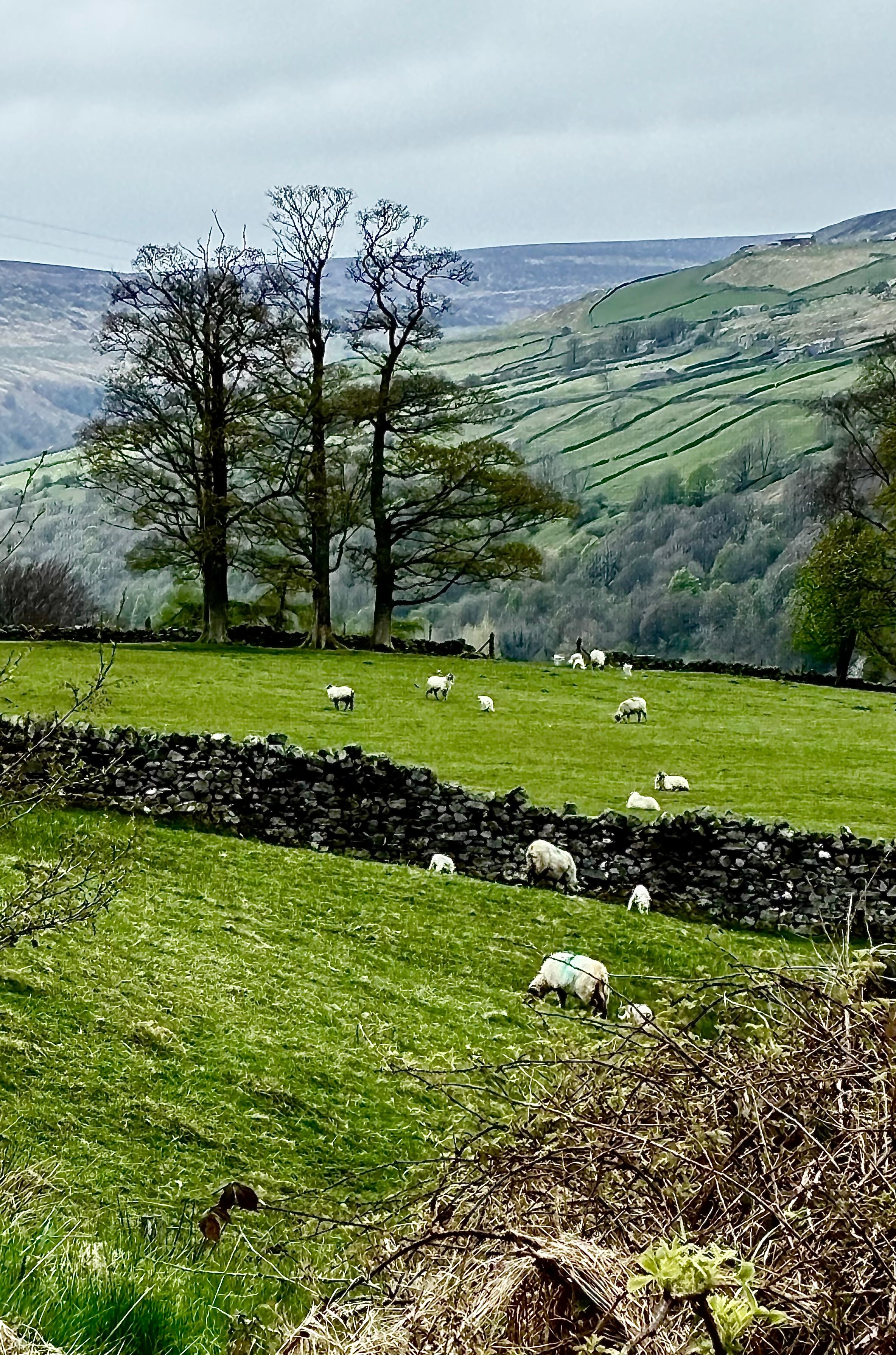 Wensleydale near Askrigg