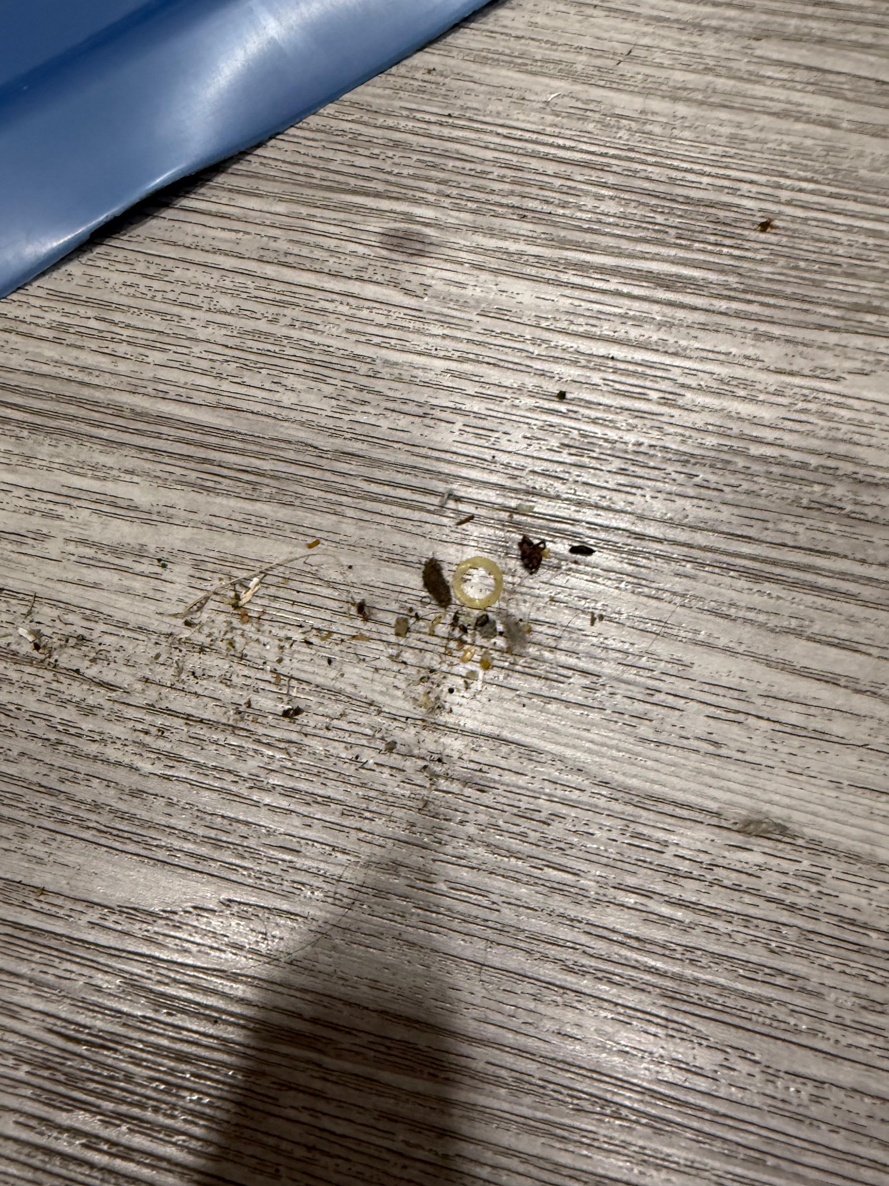 Mouse poop after i swept once already. 
