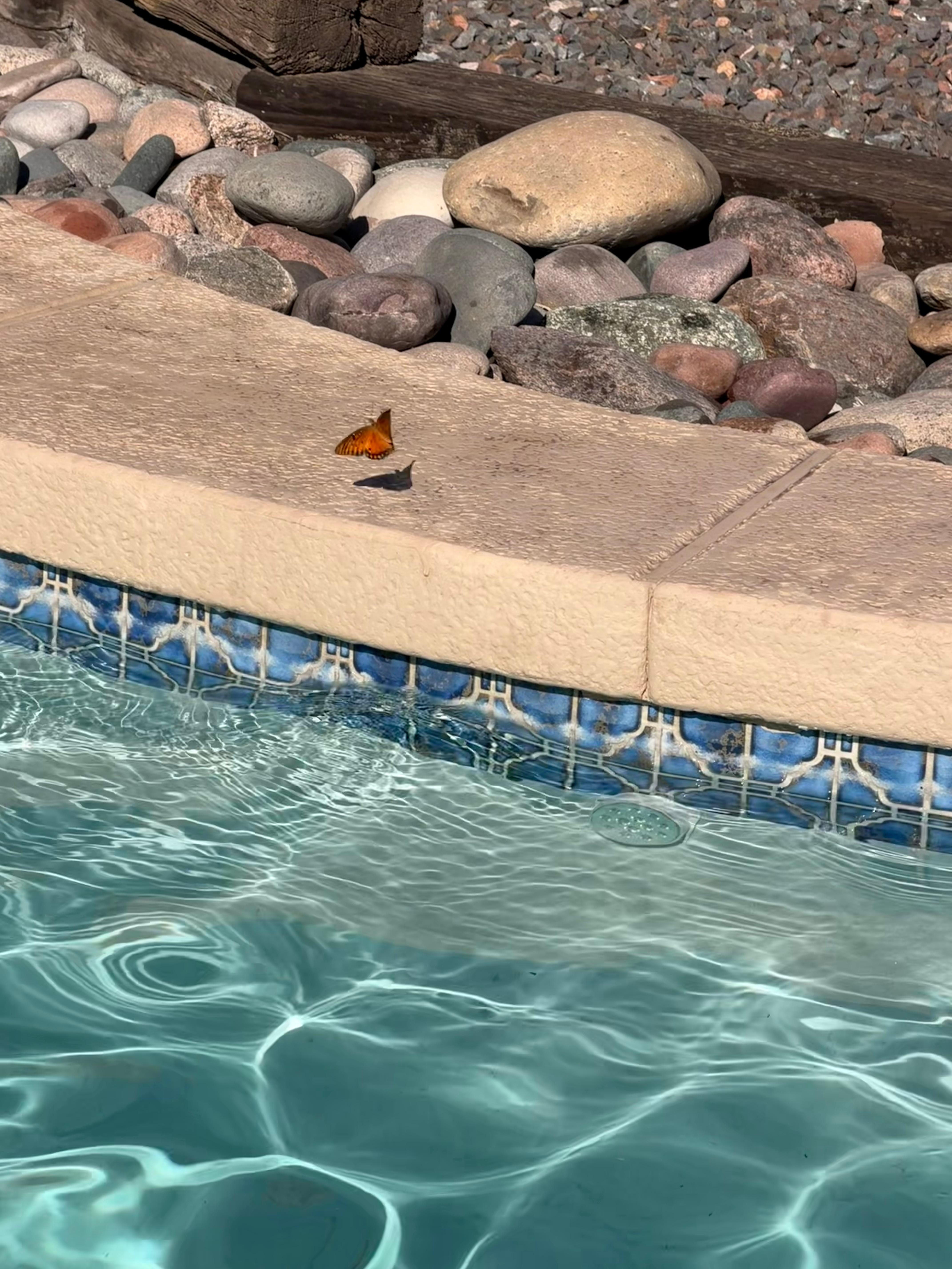 Monarch butterflies  by the pool