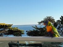 Visitor on our balcony
