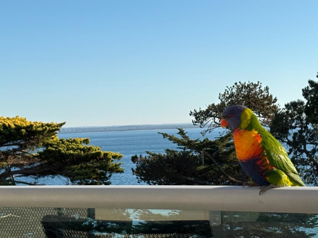 Visitor on our balcony