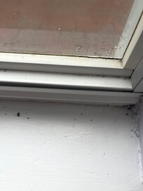 Dead bugs in the windows