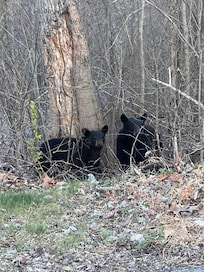 The Bears even came out.
Mkwa- Shawnee Indian word for Bear