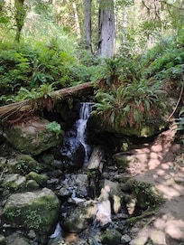 Waterfall amongst the redwoods