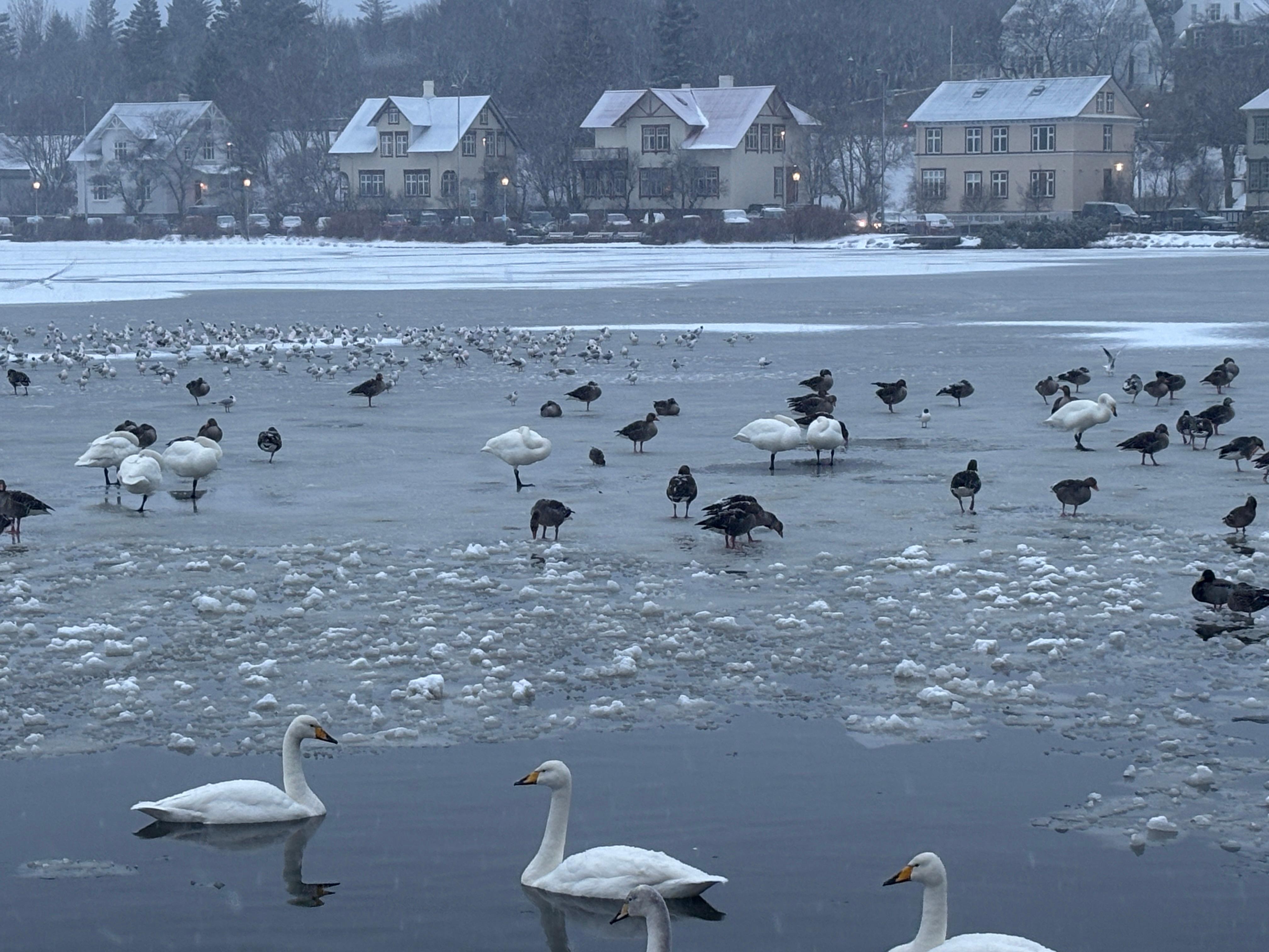 The pond near the apartment